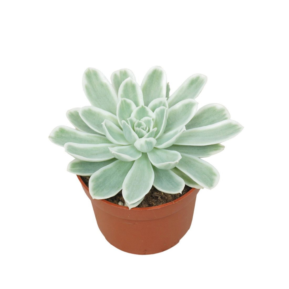 Exotenherz Kaktus Blau-Weisses Rosetten-Dickblatt Echeveria "Lemon Lime" 10,5cm Topf