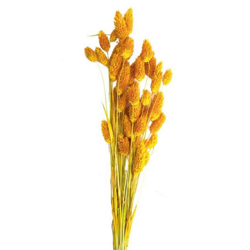 Trockenblume Glanzgras gelb - Phalaris - 60 cm - 50g, DIJK