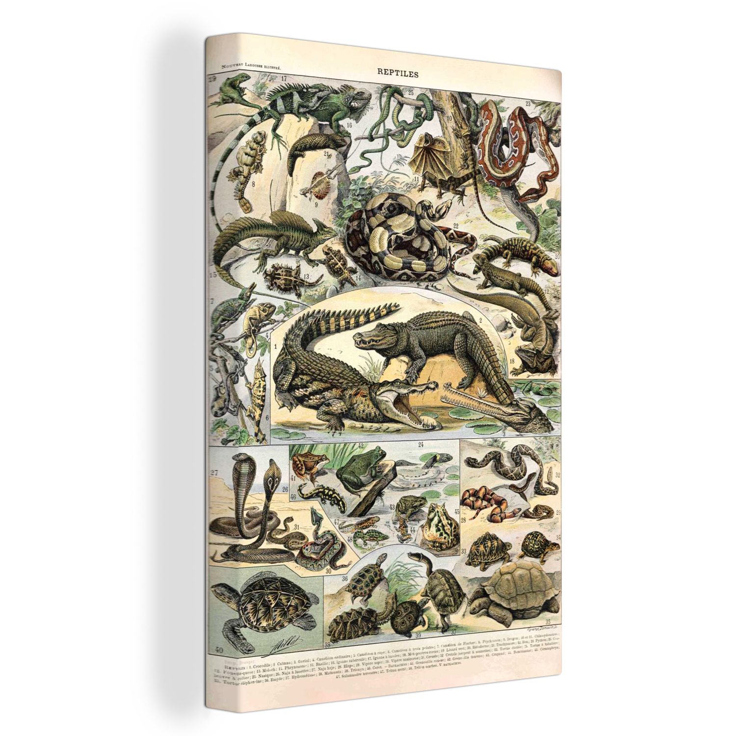 OneMillionCanvasses® Leinwandbild Tiere - Natur - Reptilien, (1 St), Leinwandbild fertig bespannt inkl. Zackenaufhänger, Gemälde, 20x30 cm