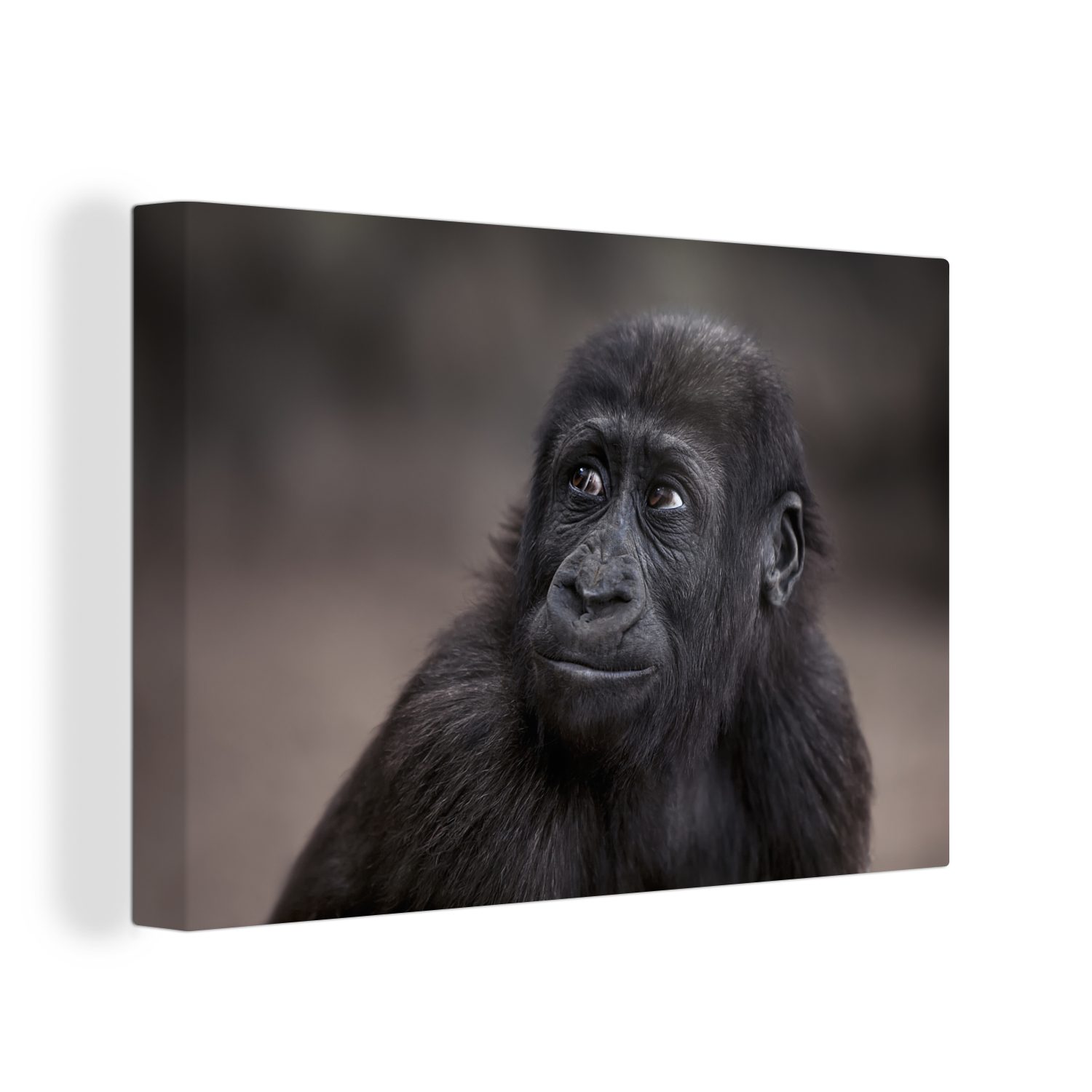 OneMillionCanvasses® Leinwandbild Nahaufnahme eines Gorillas, (1 St), Wandbild Leinwandbilder, Aufhängefertig, Wanddeko, 30x20 cm