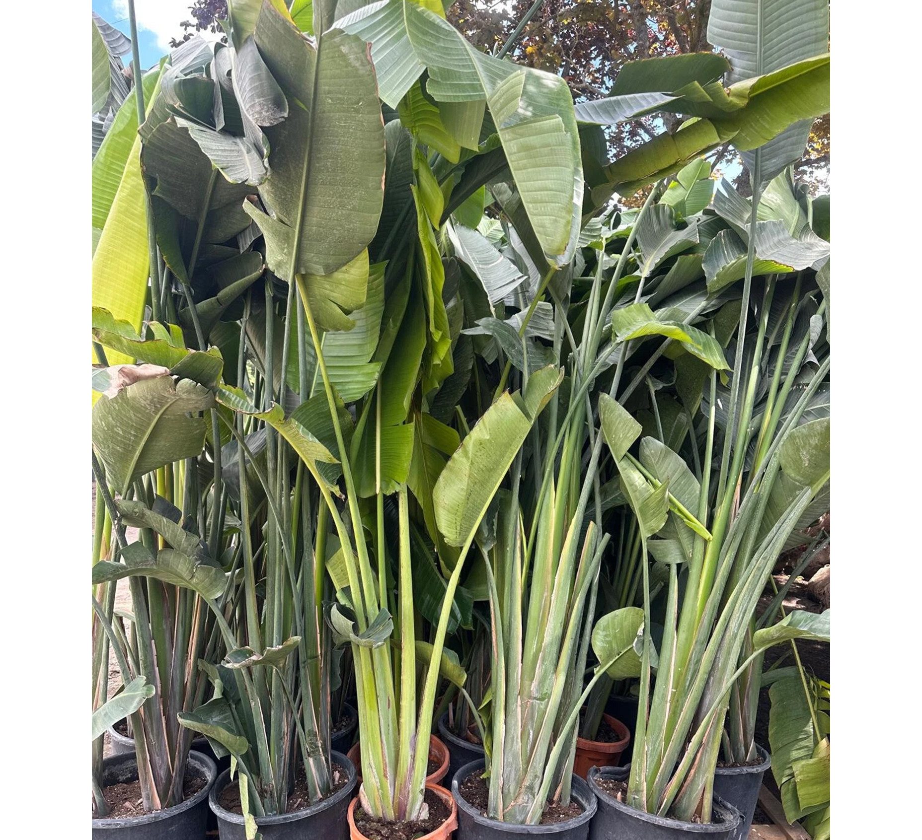 Palms-Store Kübelpflanzen Strelitzia Augusta Nicolai Baumstrelitzie Paradiesvogelblume 300 cm, Große, bananenähnliche Blätter mit architektonischer Wirkung