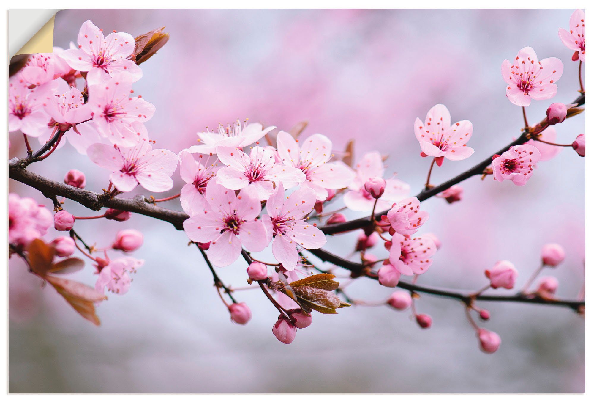Wandbild Kirschblüten