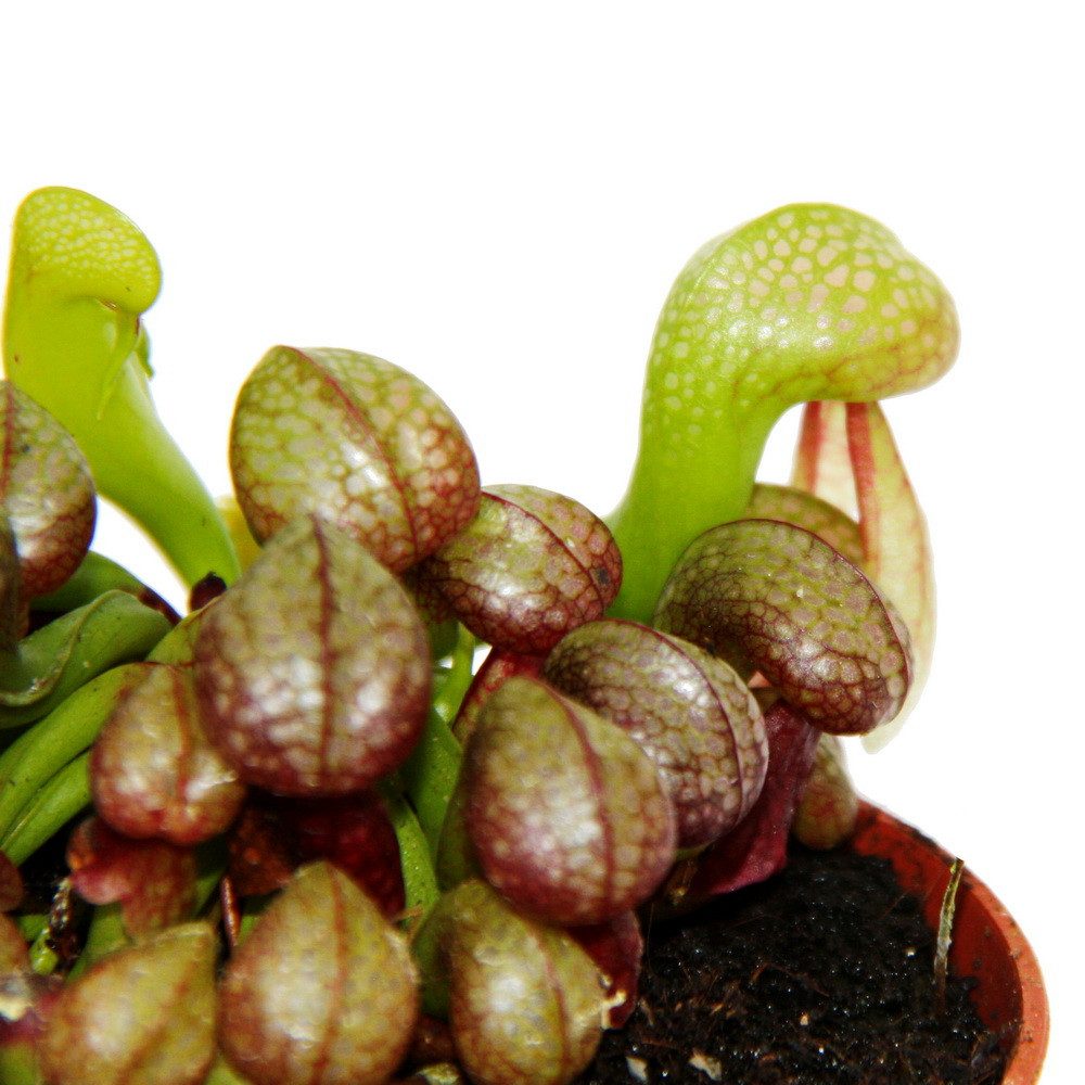 Exotenherz Zimmerpflanze Fleischfressende Pflanze Darlingtonia californica 9cm Topf Rarität – Bild 3 von 5