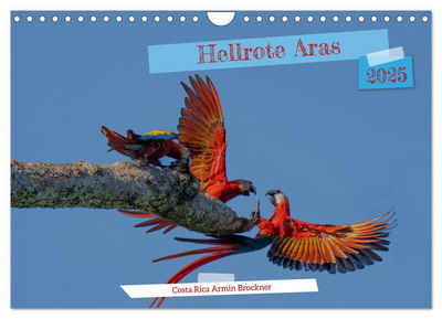 CALVENDO Wandkalender Hellrote Aras (Wandkalender 2025 DIN A4 quer), CALVENDO Monatskalender