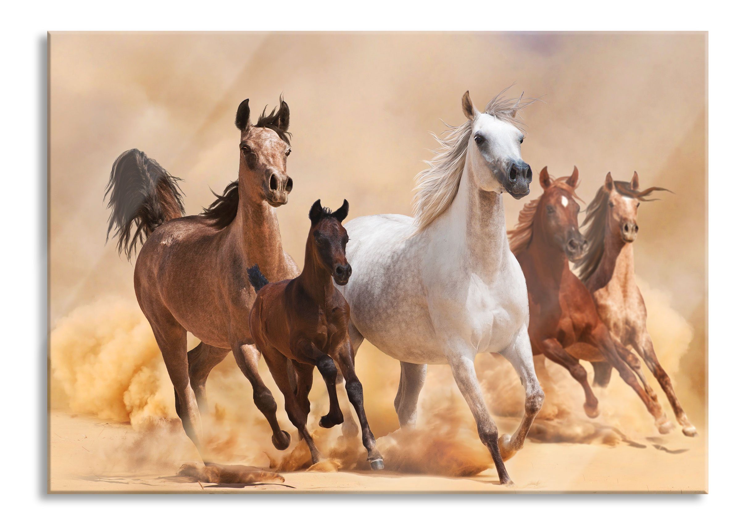 Pixxprint Glasbild Western Pferde mit Fohlen, Western Pferde mit Fohlen (1 St), Glasbild aus Echtglas, inkl. Aufhängungen und Abstandshalter