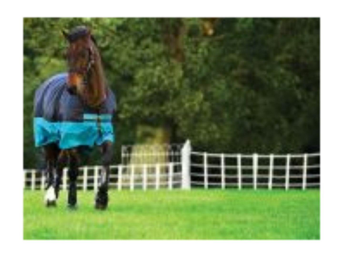 Horseware Ausreitdecke Outdoordecke Mio Turnout Lite 0g
