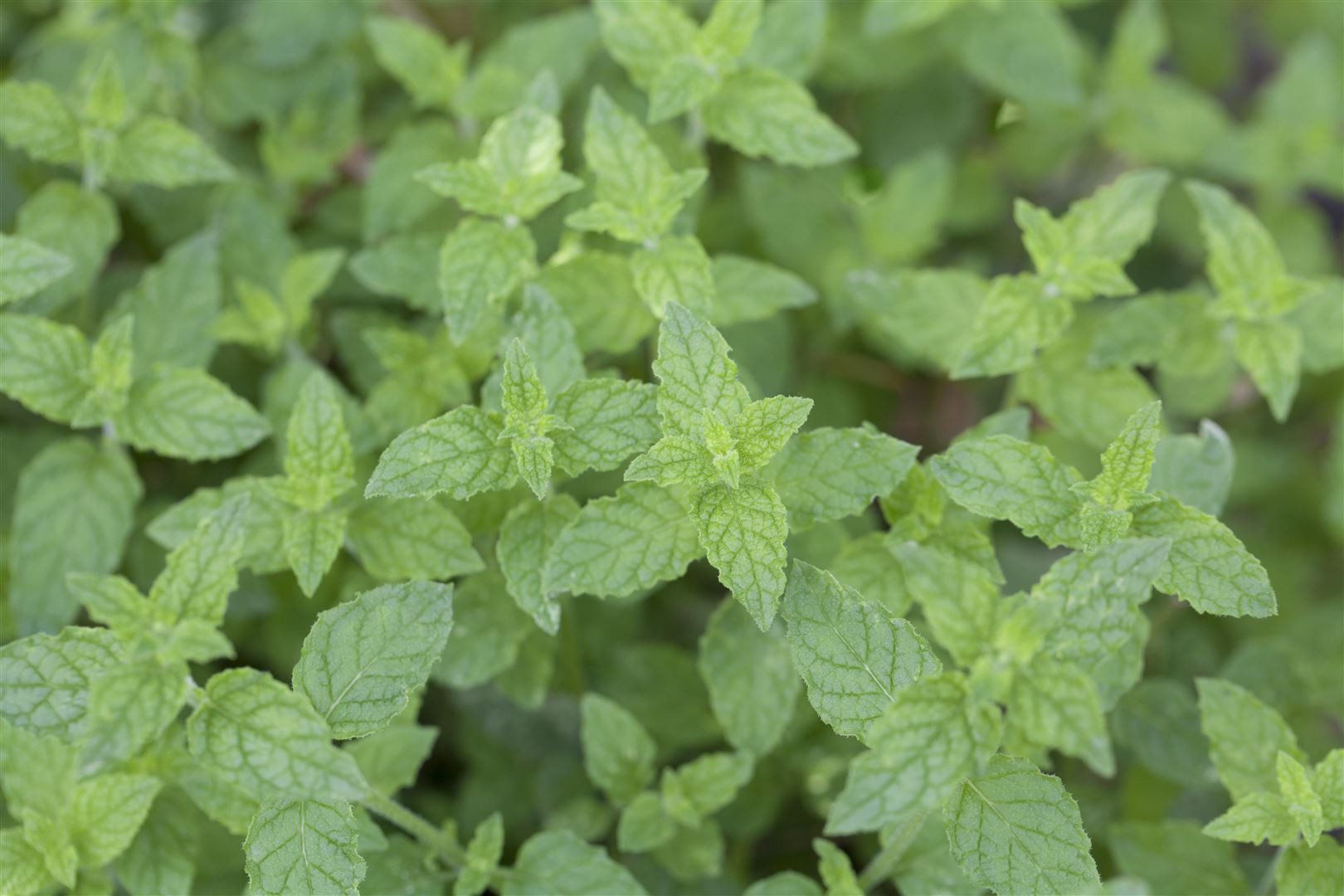 Pflanzen für Dich Staude Mentha piperita Multimentha, 1 St., Pfefferminze, Multimentha-Pfefferminze