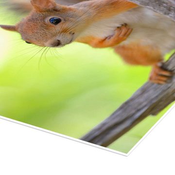 Posterlounge Poster Bernd Zoller, Europäisches Eichhörnchen, Jungenzimmer Fotografie