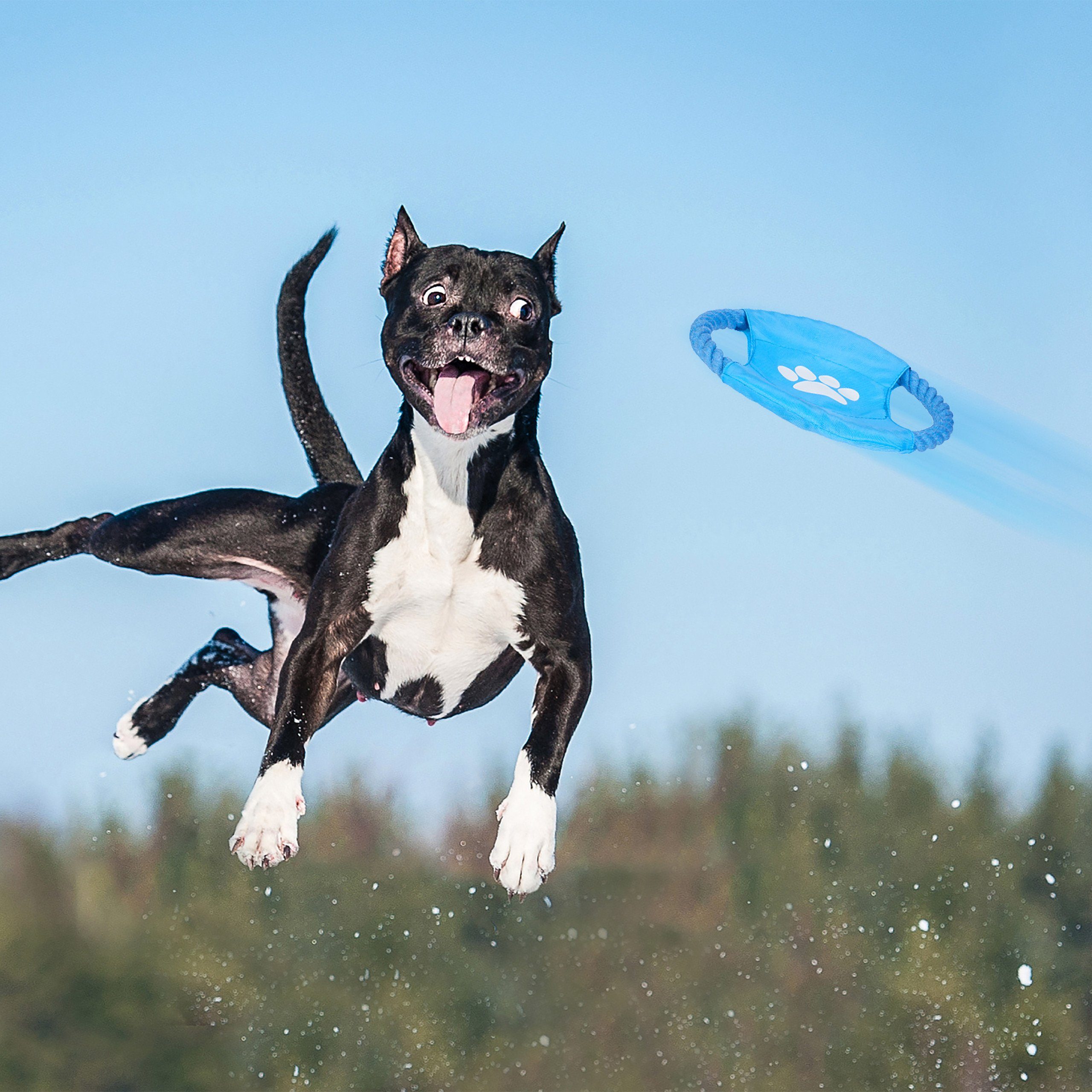 relaxdays Outdoor-Spielzeug Hundespielzeug Set 10 teilig, günstig online kaufen
