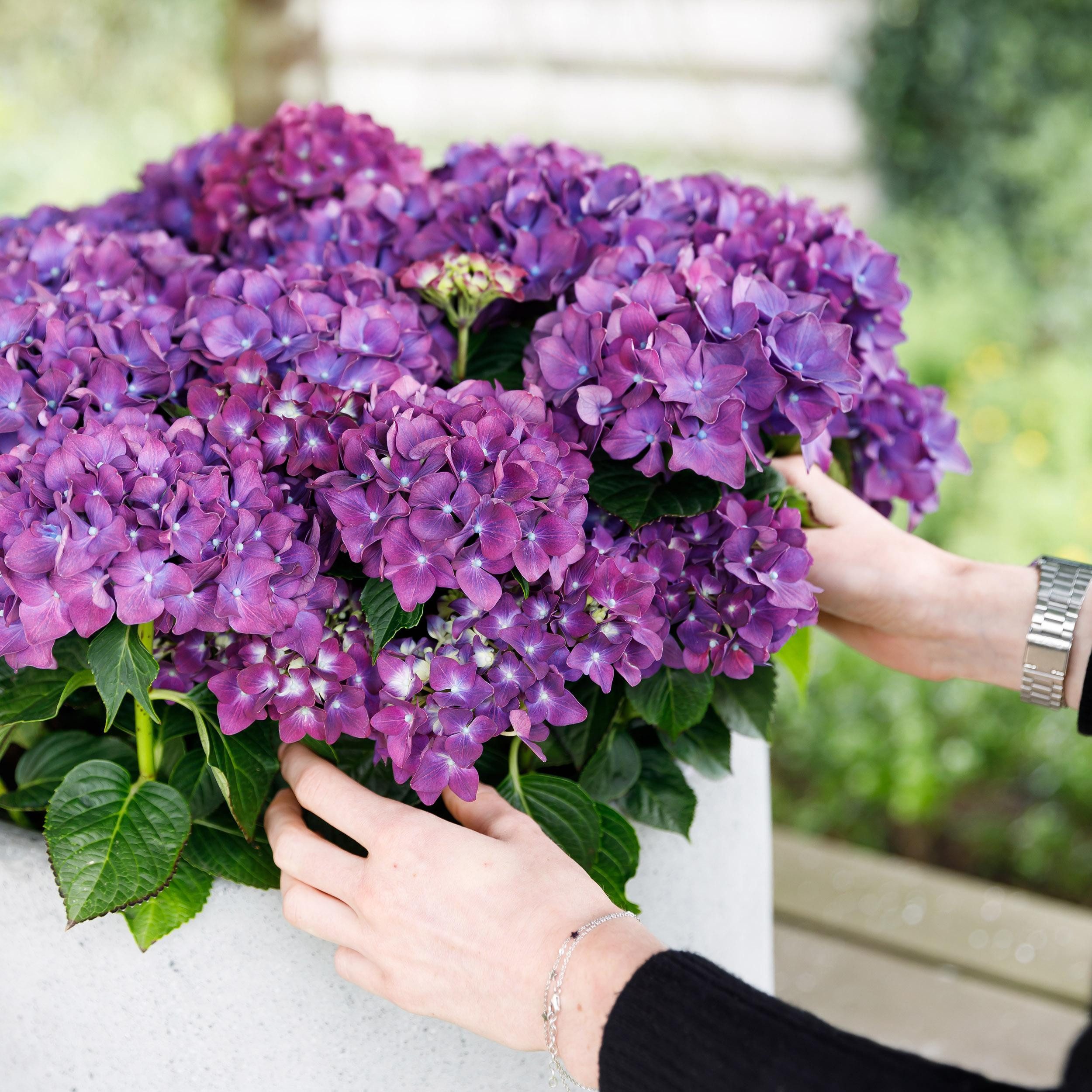 Exotenherz Beetpflanze Exotenherz - Hortensia - Hydrangea Lila - 7-12 Blühten - 23cm Topf