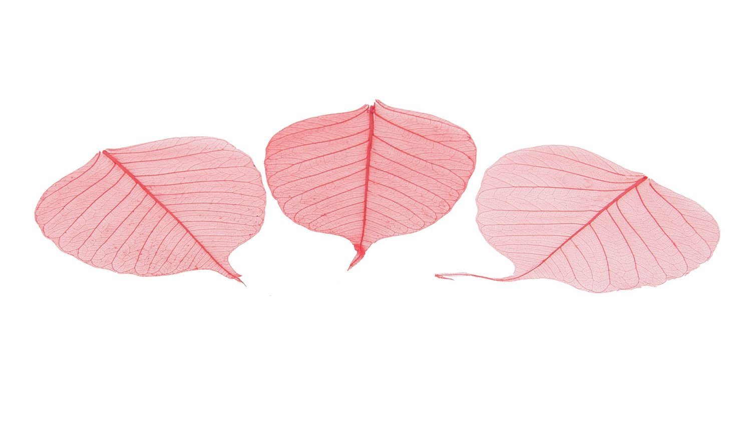 Trockenblume Skelettblätter in Rot, verpackt mit 200 Stück, NaDeco