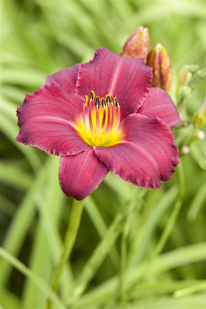 Pflanzen für Dich Staude Hemerocallis 'Pardon Me', 1 St., Taglilie