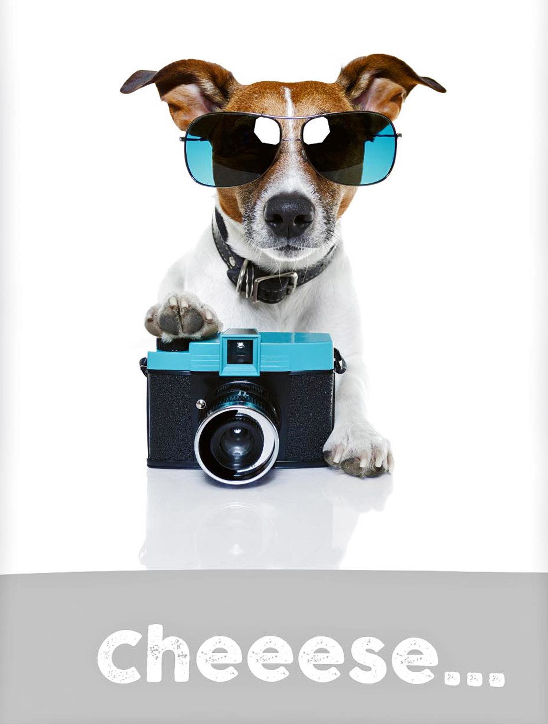 Herding Wendebettwäsche 135x200cm Jack Russel Hund Kamera Grau Weiß, Renfor günstig online kaufen