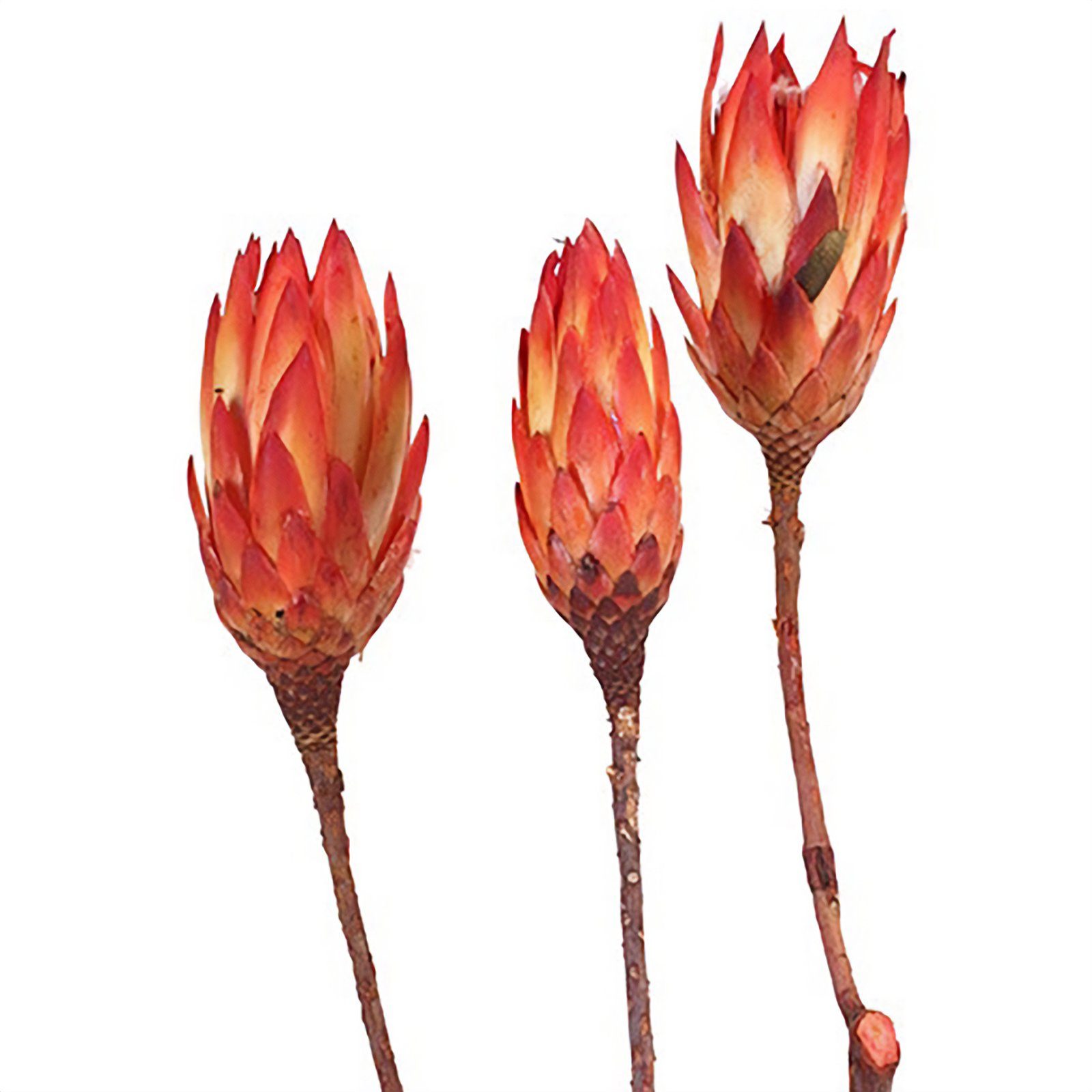 - 100 Stück - Protea rot, - Vosteen Trockenblume groß Repens