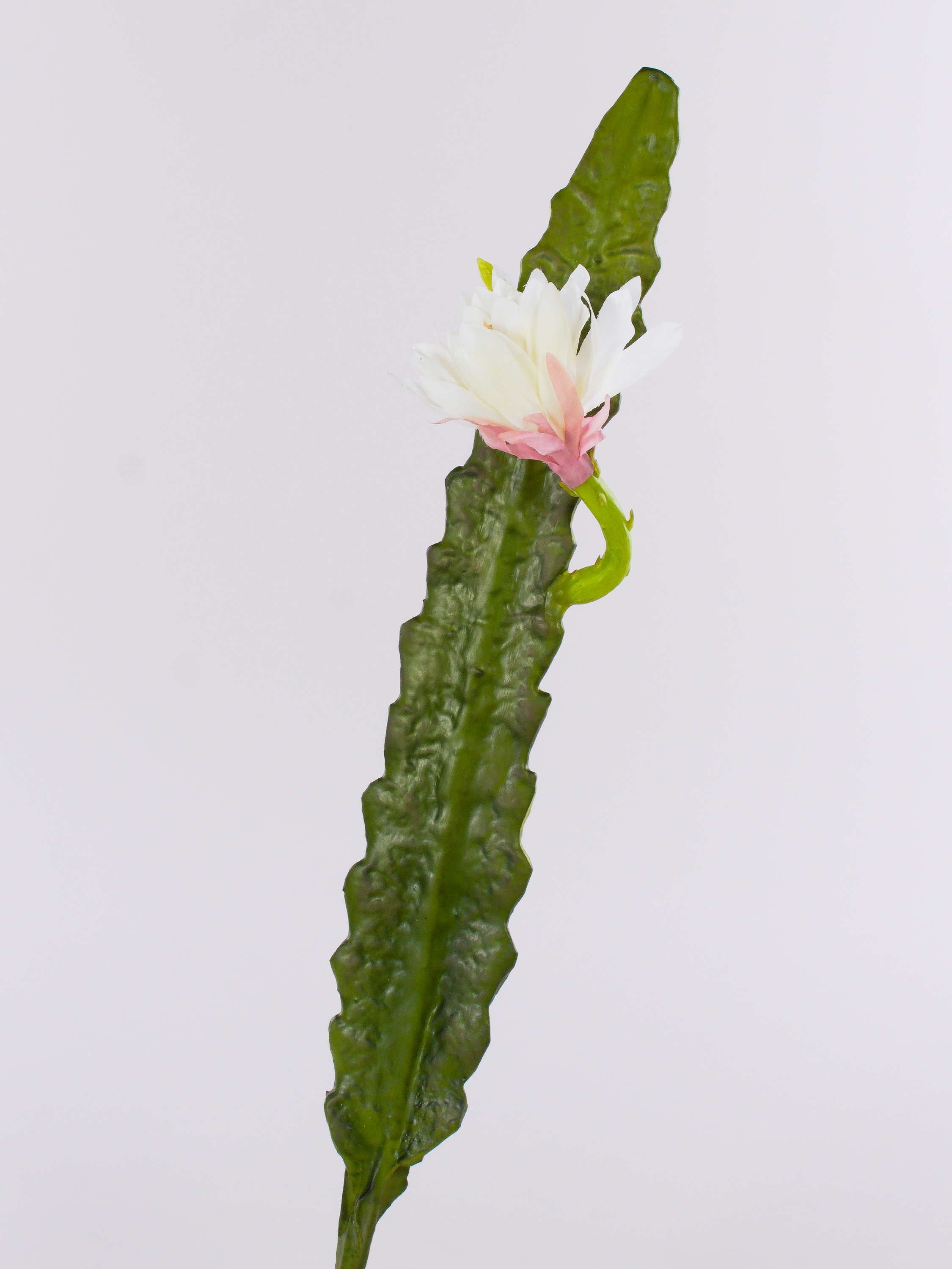 Kunstkaktus Kunst Kaktus Königin der Nacht Domenica, Blüte, weiß, 50cm Königin der Nacht Kaktus, artplants, Höhe 50.0 cm