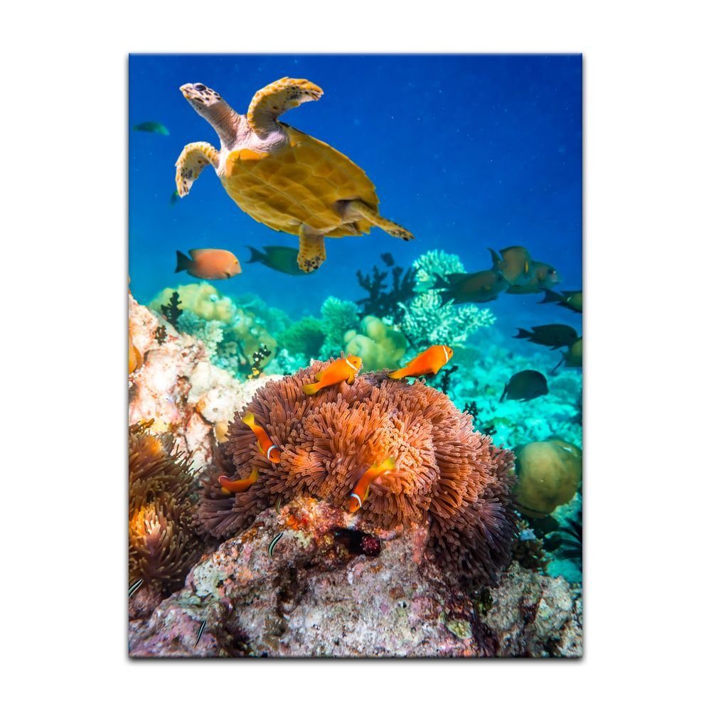 Bilderdepot24 Leinwandbild Unterwasserwelt IV, Tiere