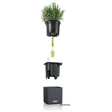 Lechuza® Kräutertopf Cube Wall Green Wall Home Kit Color 14 schiefergra (Komplettset)