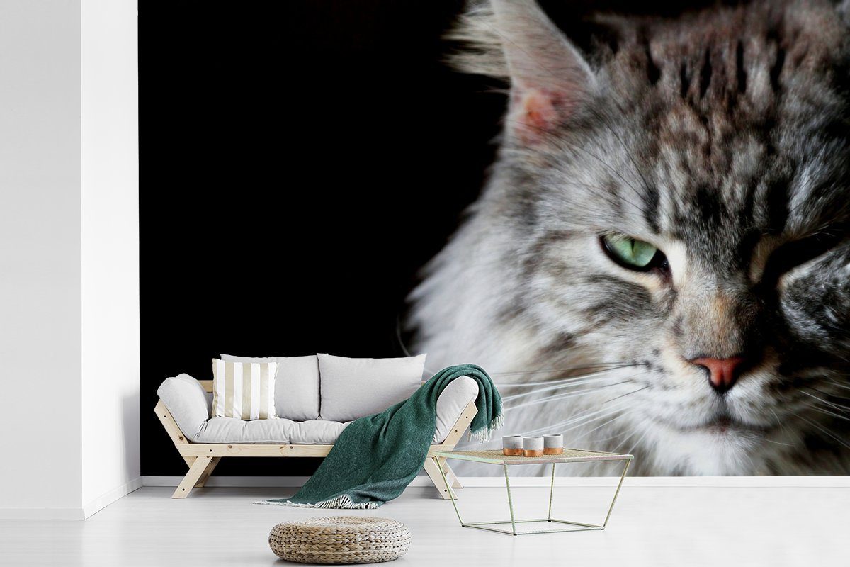 Matt, Wallpaper Porträt MuchoWow für einer Maine Coon graufarbigen Katze, Tapete (6 Vinyl Fototapete St), bedruckt, Wohnzimmer, Schlafzimmer, Kinderzimmer,