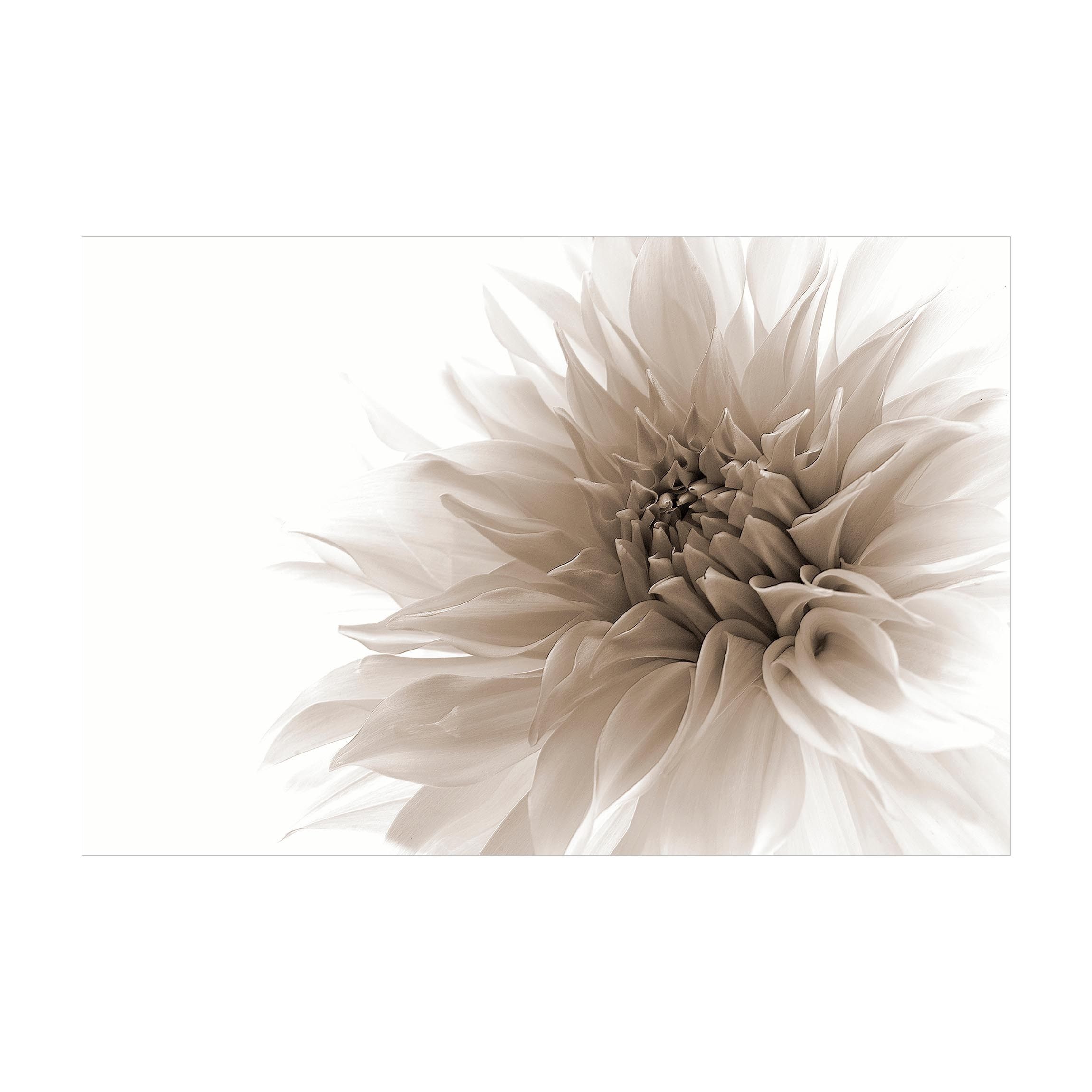 Bilderdepot24 Teppich Vinyl Wohnzimmer Schlafzimmer Flur Küche Blumen modern, rechteckig - beige glatt, nass wischbar (Küche, Tierhaare) - Saugroboter & Bodenheizung geeignet