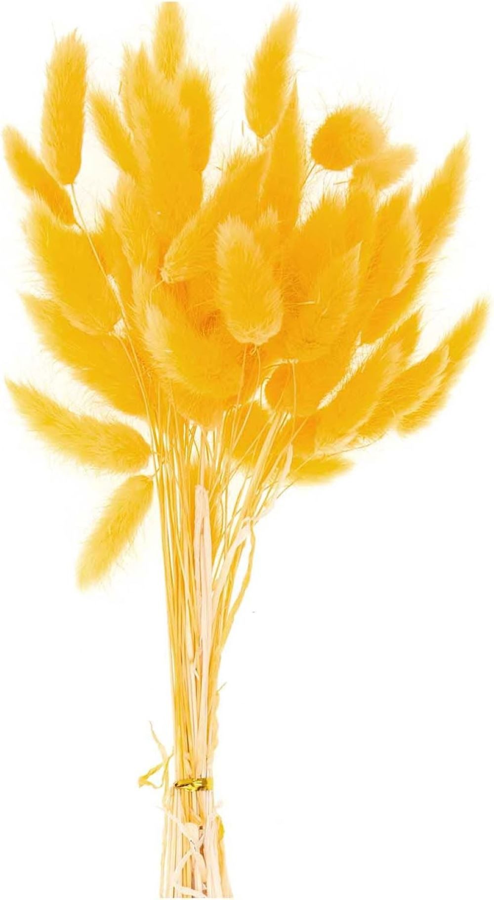 Trockenblume Getrockneter Lagurus, gelb, ca. 40 Stück, Rico Design