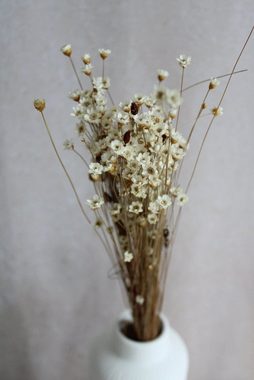 Trockenblume Trockenblumen-Set mit Lagurus, Glixia und Phalaris im Boho-Look Trockenblumen, Vasenglück, Set