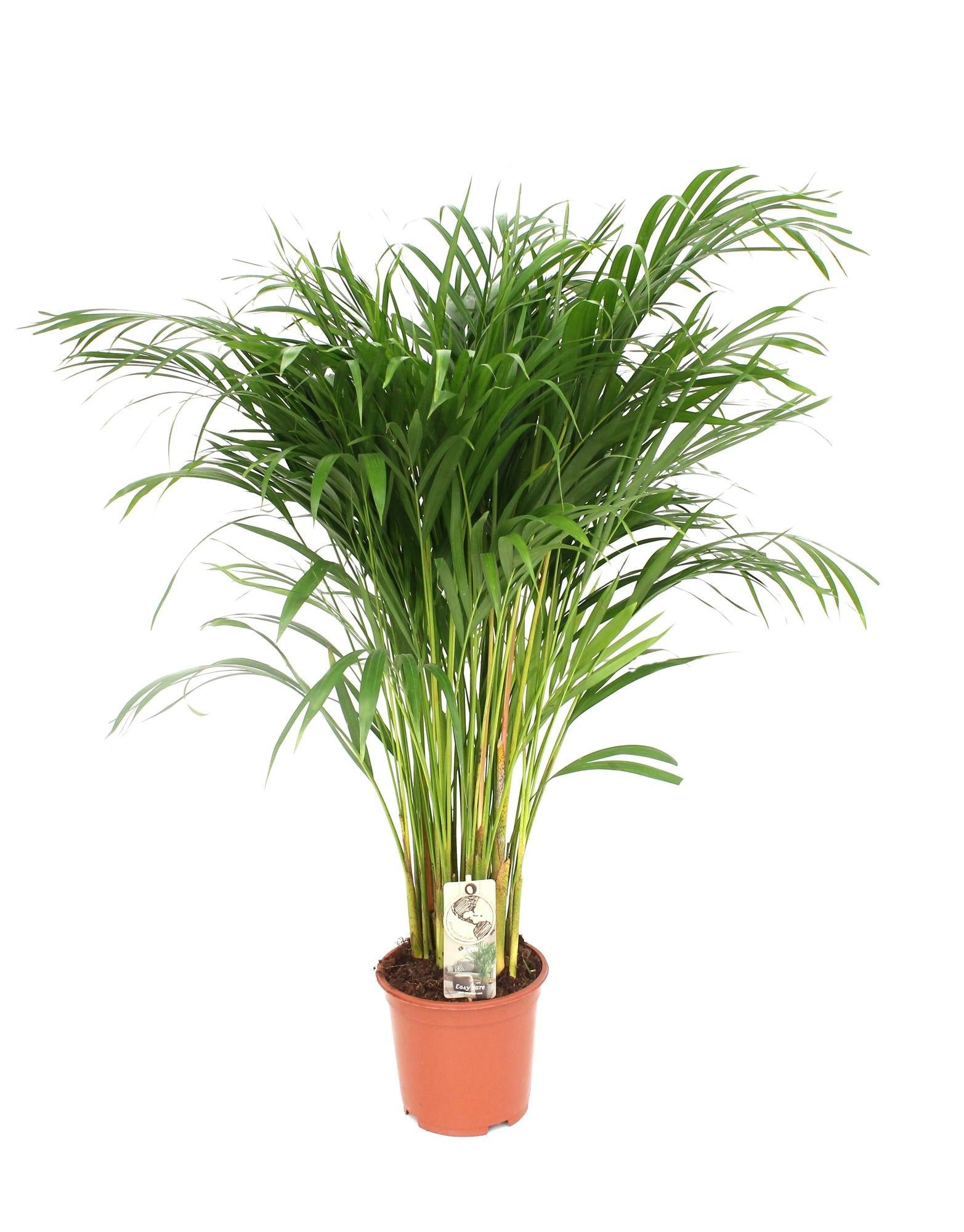 Florora Zimmerpflanze Dypsis Lutescens – Goldfruchtpalme – 110 cm – Topf 21 cm