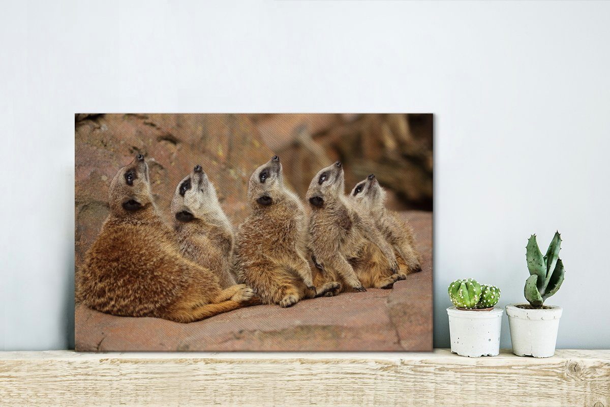 OneMillionCanvasses® Leinwandbild Erdmännchen - Felsen (1 cm Wanddeko, 30x20 Aufhängefertig, - Natur, Wandbild St), Leinwandbilder