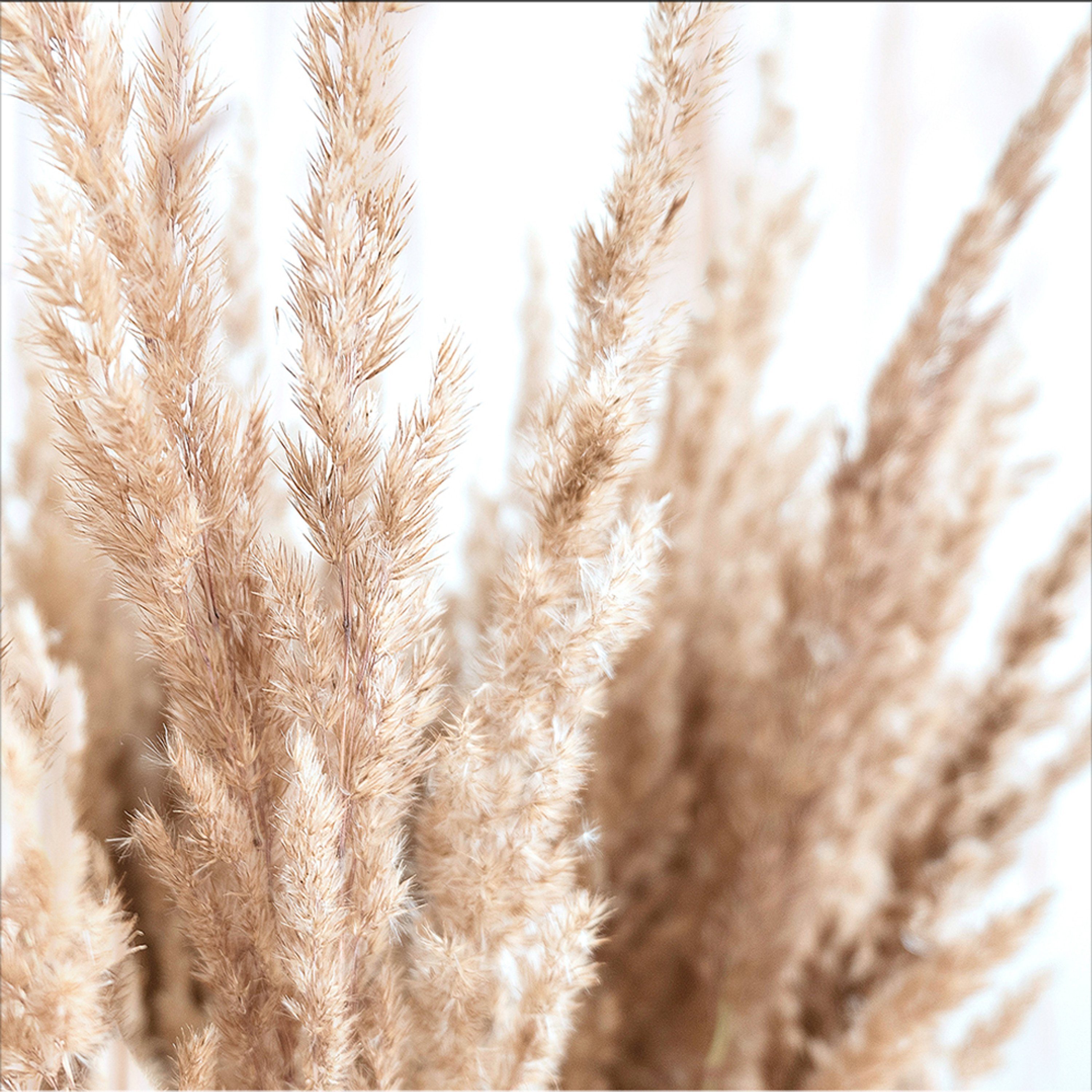 Natur Natur: Gräser weiß, Gräser 30x30cm Pamapasgras Glasbild Glasbild beige artissimo beige Bild