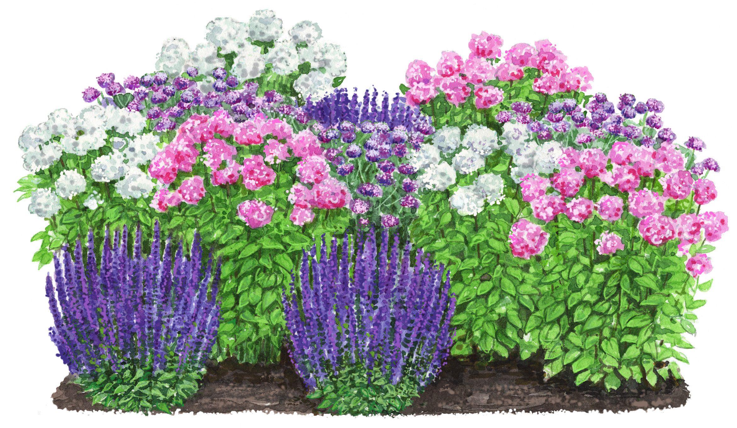Dehner Staude Bio Stauden-Set Insektenparadies Schmetterling, je 5-20 cm, 12 Staudenpflanzen für sonnige Standorte