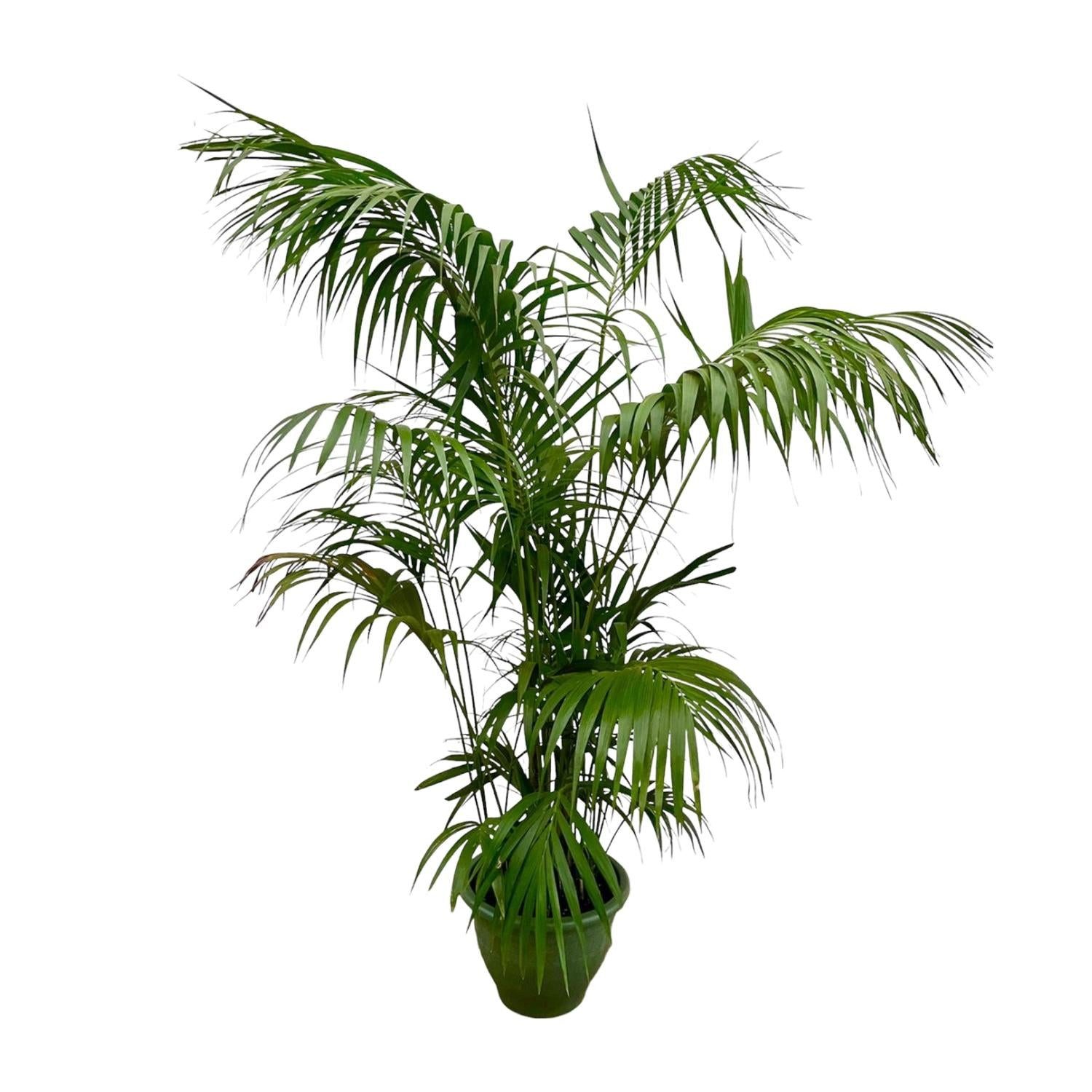 Florora Zimmerpflanze Kentia Palme - Howea Forsteriana - 275 cm – Topf ab Ø35cm