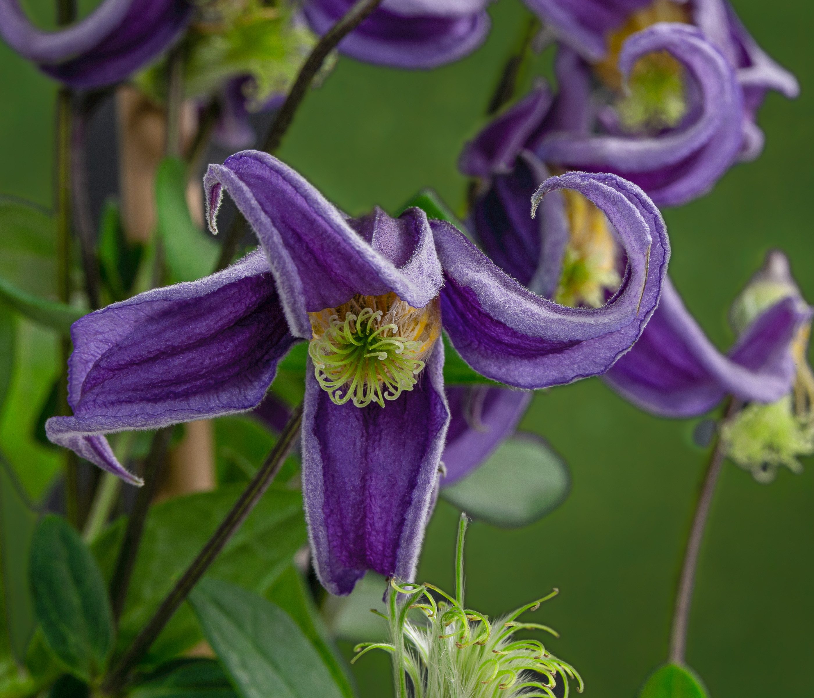 Dehner Gehölze Waldrebe Fascination, Clematis integrifolia, lila Blüten, 90 cm, Kletterpflanze zur Begrünung von Fassaden, Obelisken und Hauswänden