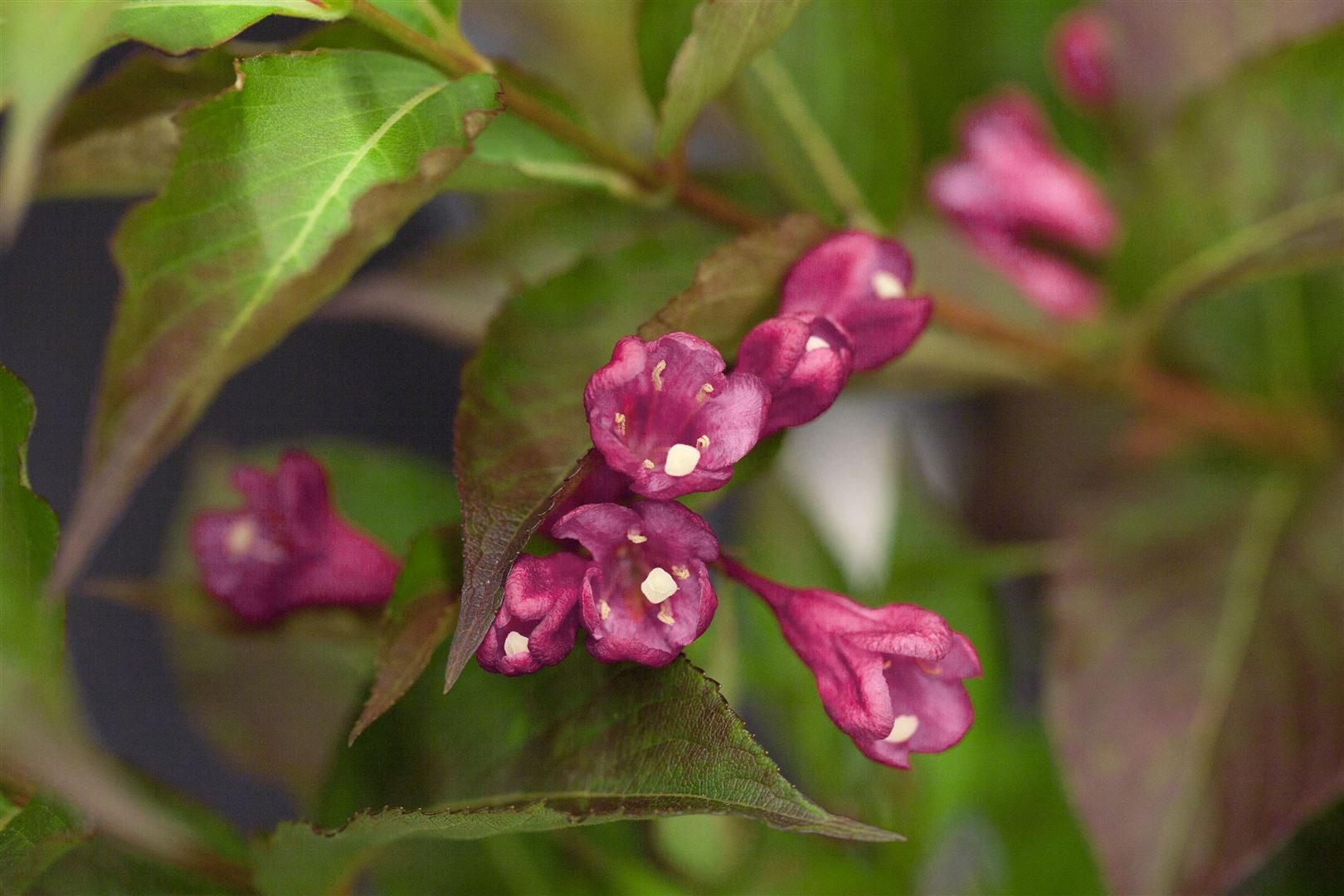 Pflanzen für Dich Hecken Weigela All Summer Red, 1 St., Weigelie, dunkelrot, langblühend