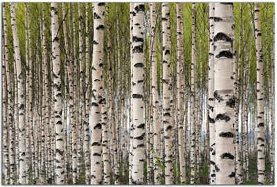 Wallario Sichtschutzzaunmatten Birkenwald - Baumstämme in schwarz weiß