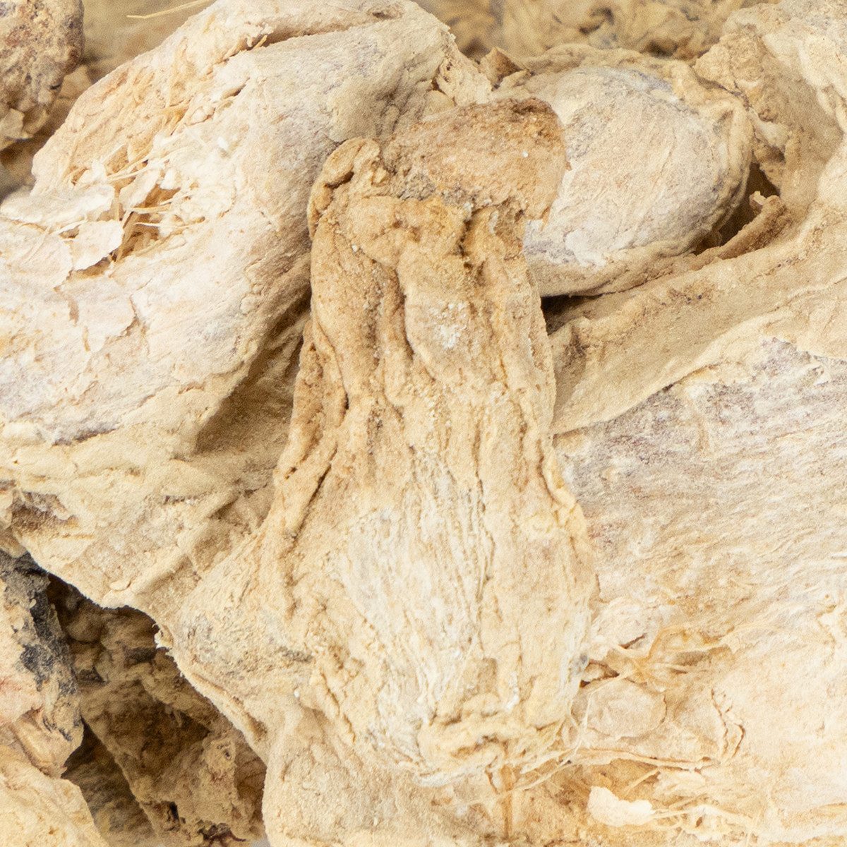 Trockenblume Getrockneter Ingwer Deko Naturdeko 500g - Duftende Dekoration, Viana, Höhe 6 cm