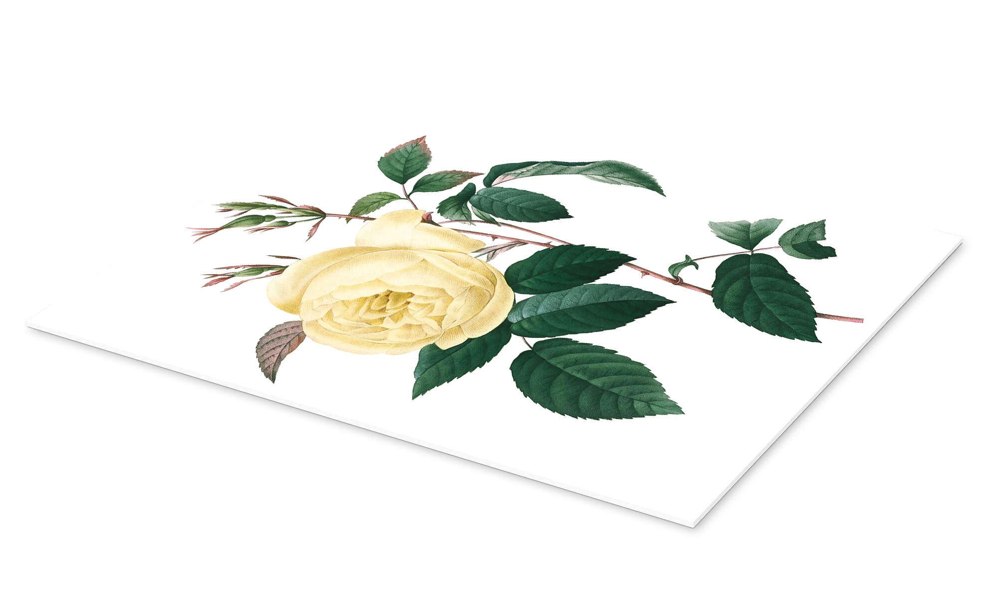 Posterlounge Wandbild Rosa indica, Pierre Joseph günstig online kaufen