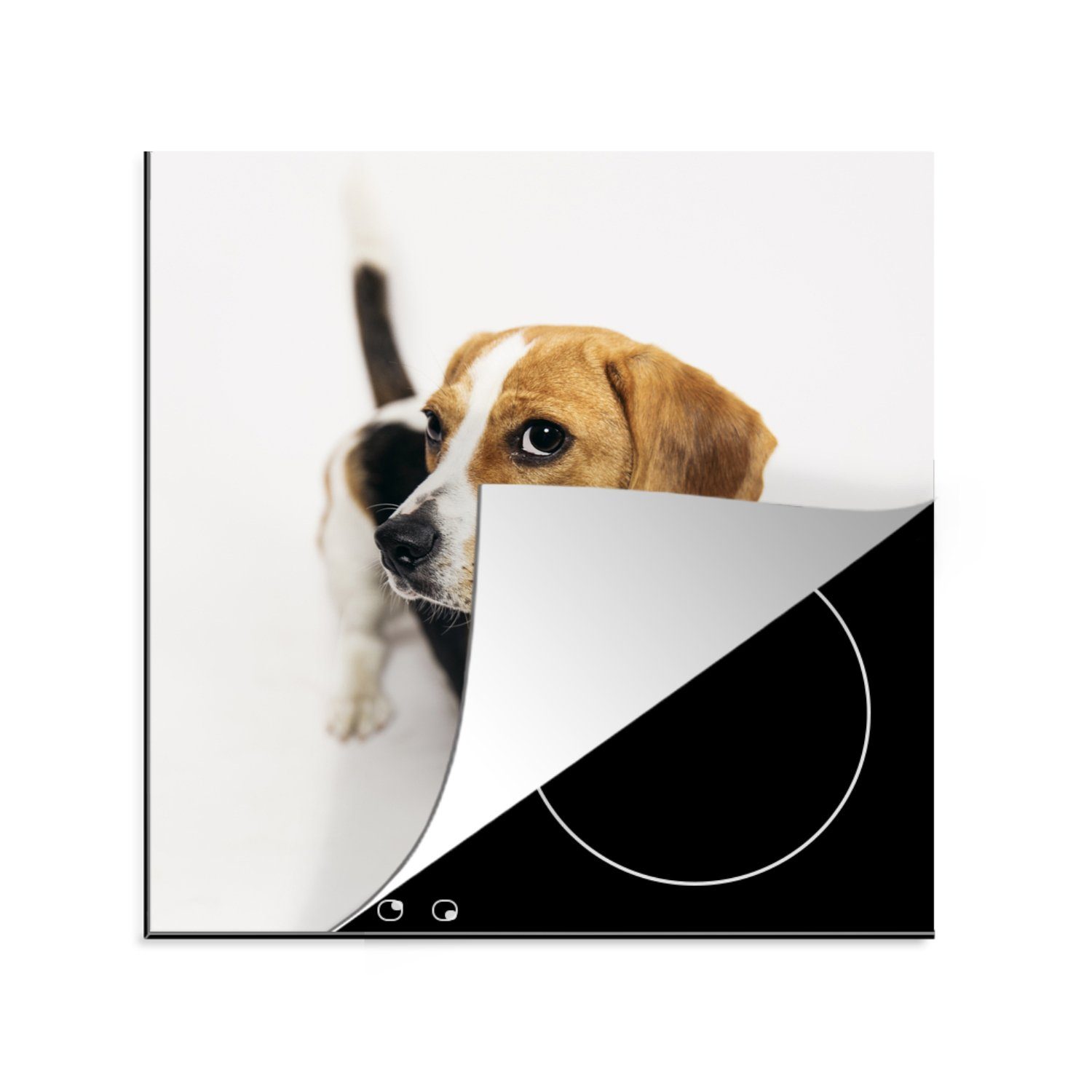 MuchoWow Herdblende-/Abdeckplatte Welpe - Beagle - Braun, Vinyl, (1 tlg), 78x78 cm, Ceranfeldabdeckung, Arbeitsplatte für küche