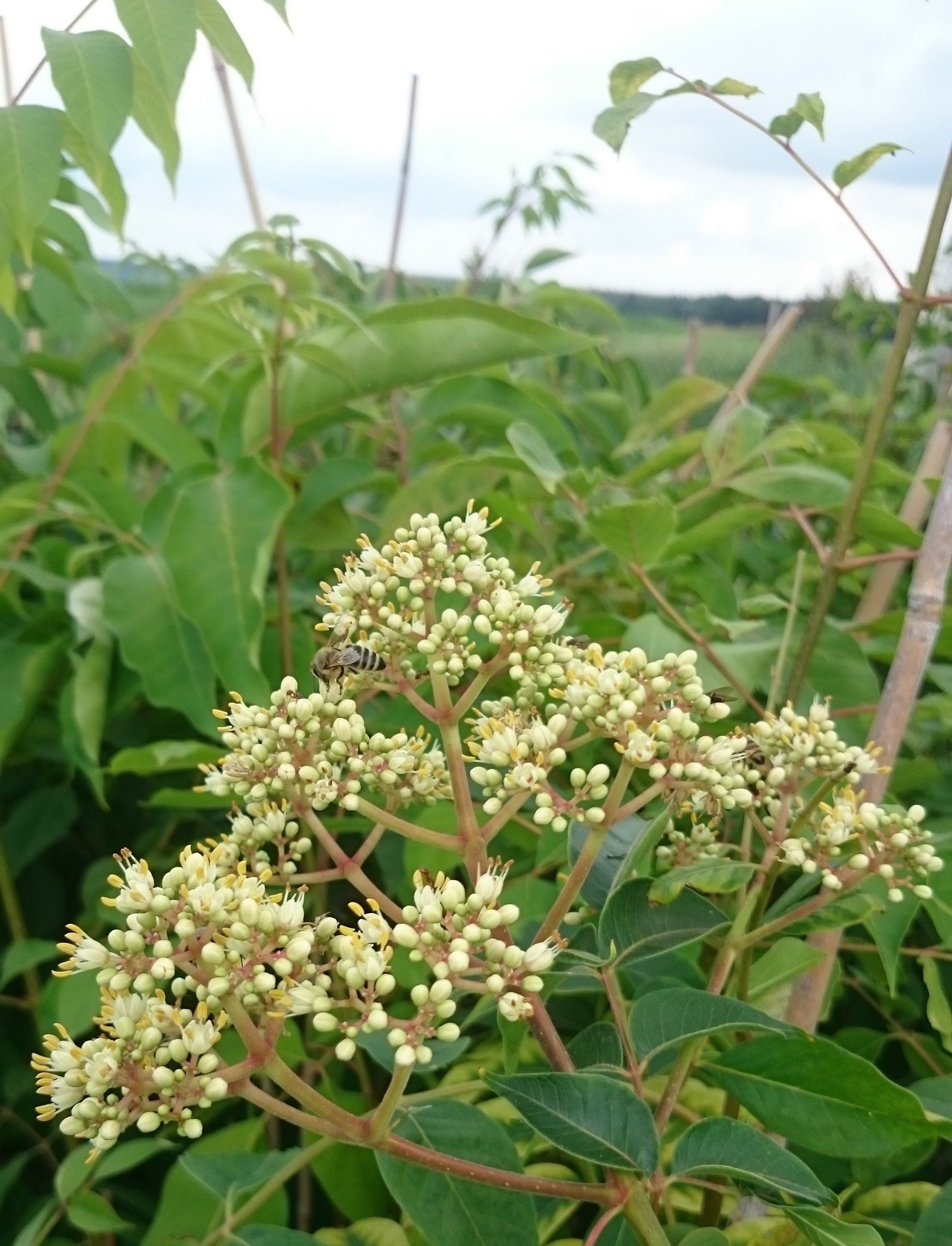 Baumschule Gold Gehölze Bienenbaum Honigesche Tausendblütenstrauch Euodia hupehensisTetradium