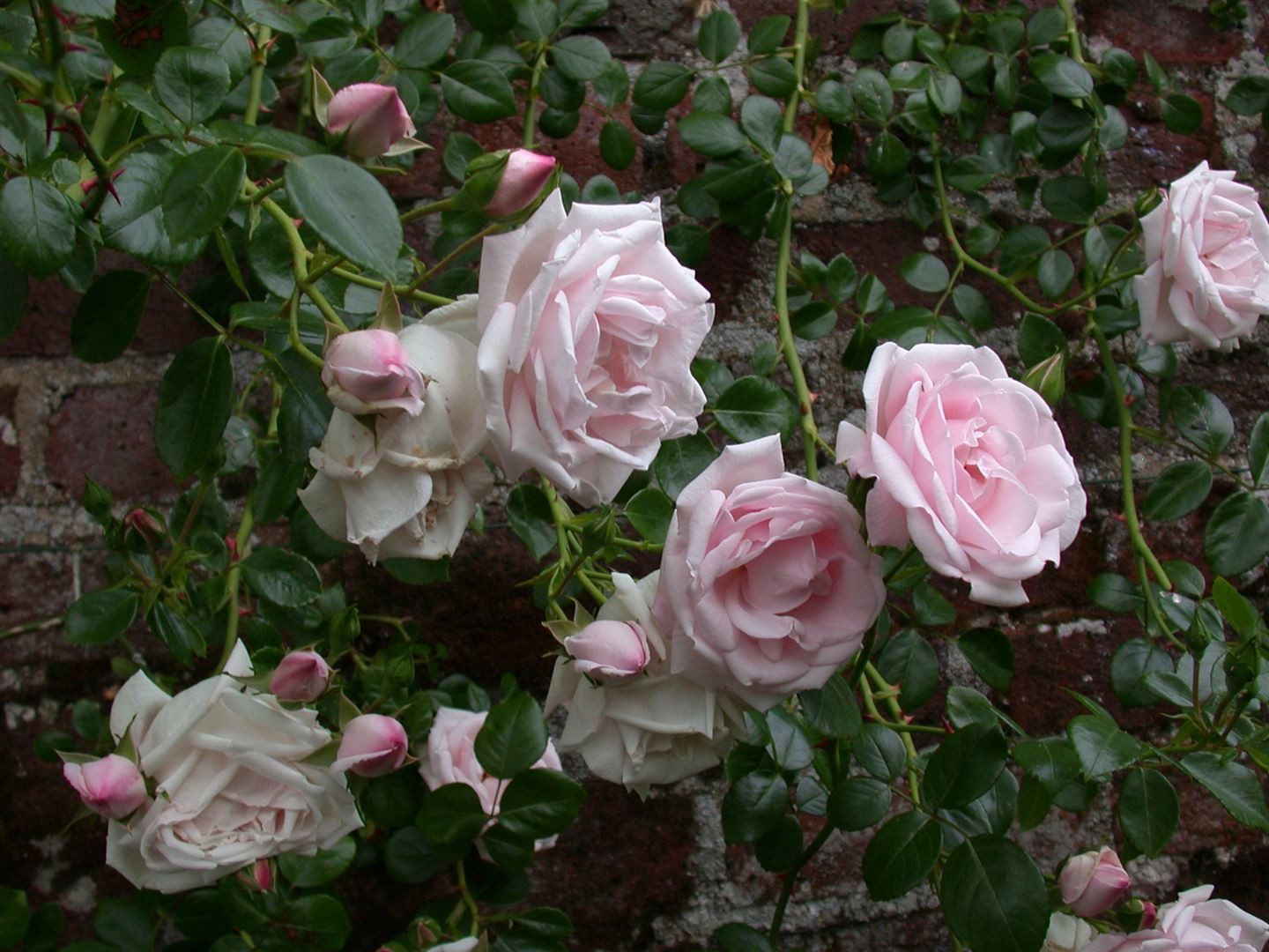 Pflanzen für Dich Rose Rosa New Dawn