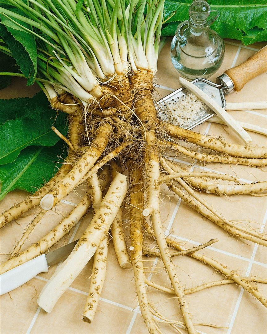 Pflanzen für Dich Staude Armoracia rusticana, 1 St., Meerrettich, Kren