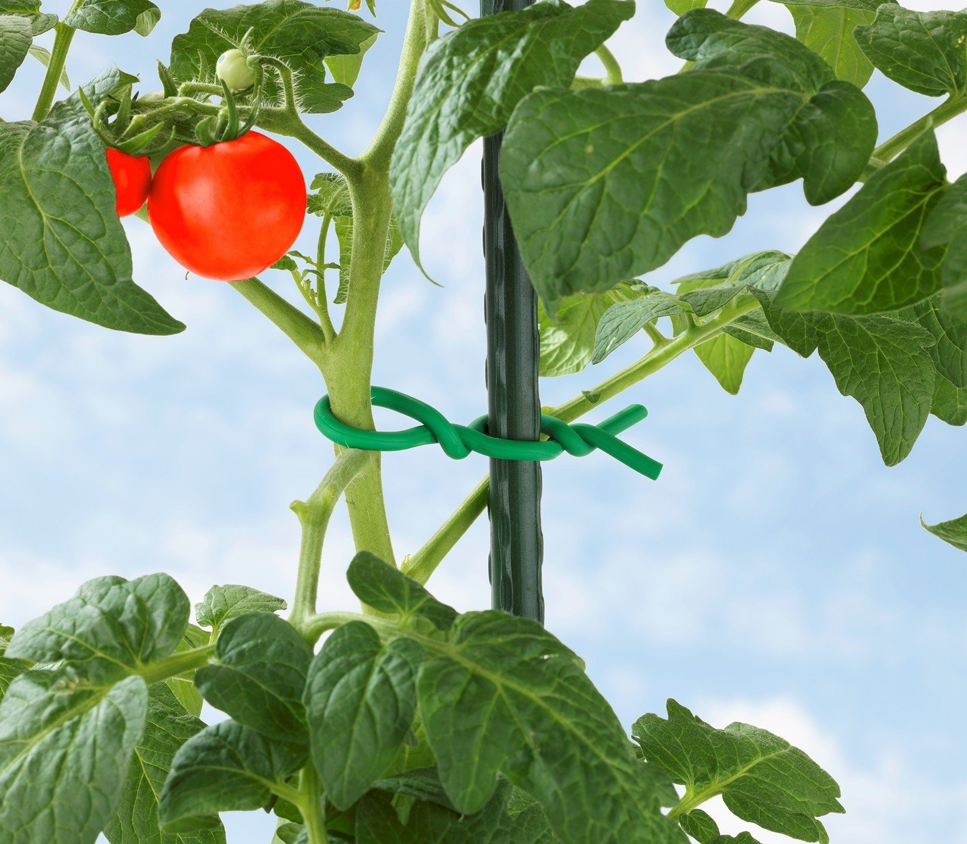Maximex Rankhilfe Bindedraht für Tomaten günstig online kaufen