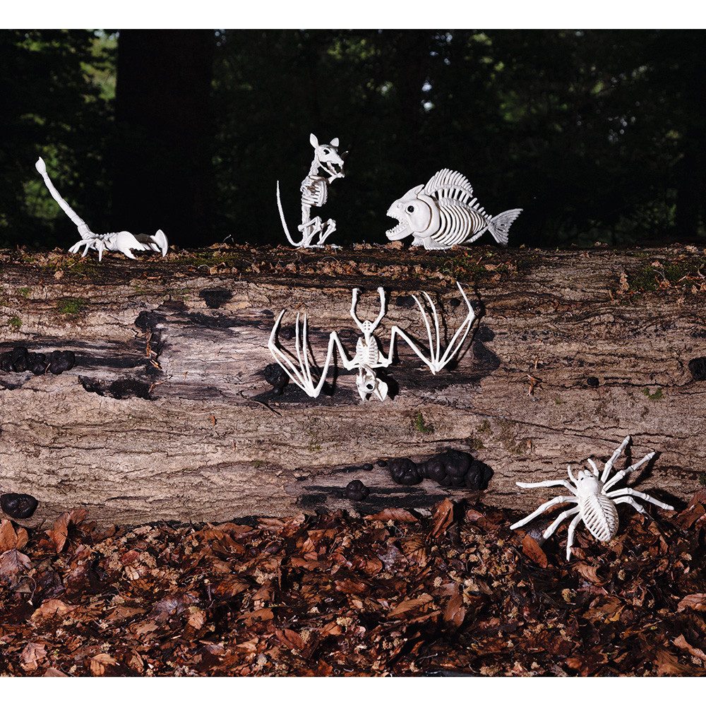 Boland Dekoobjekt Tier Skelett Skorpion 33 günstig online kaufen