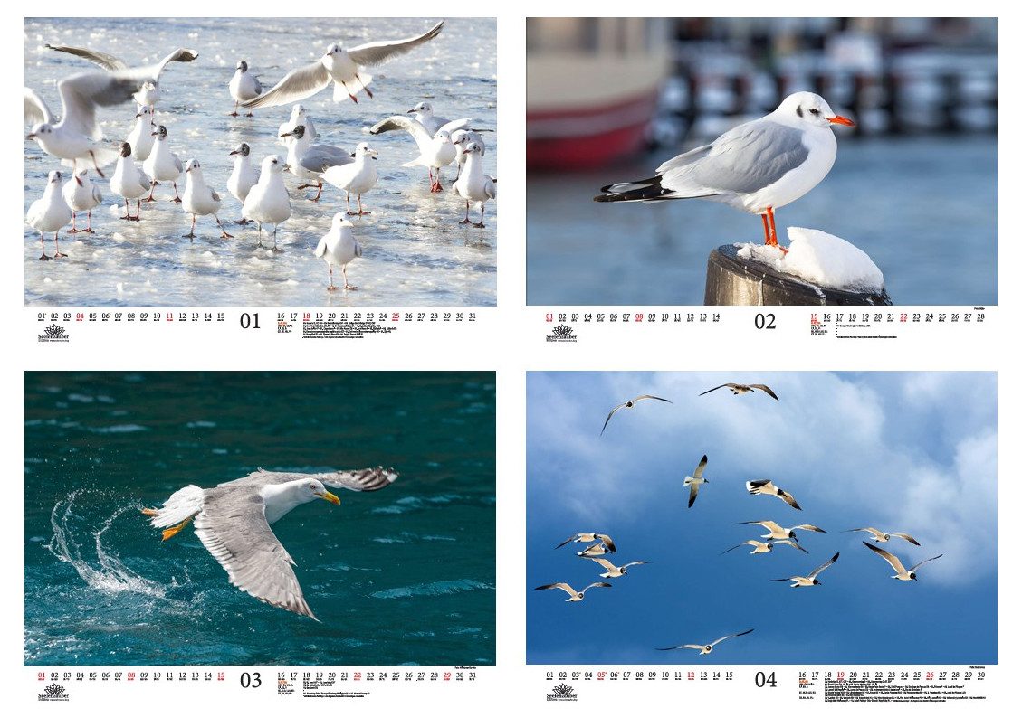 Seelenzauber Wandkalender Möwenzauber DIN A3 Kalender für 2026 Vogel - Seelenzauber