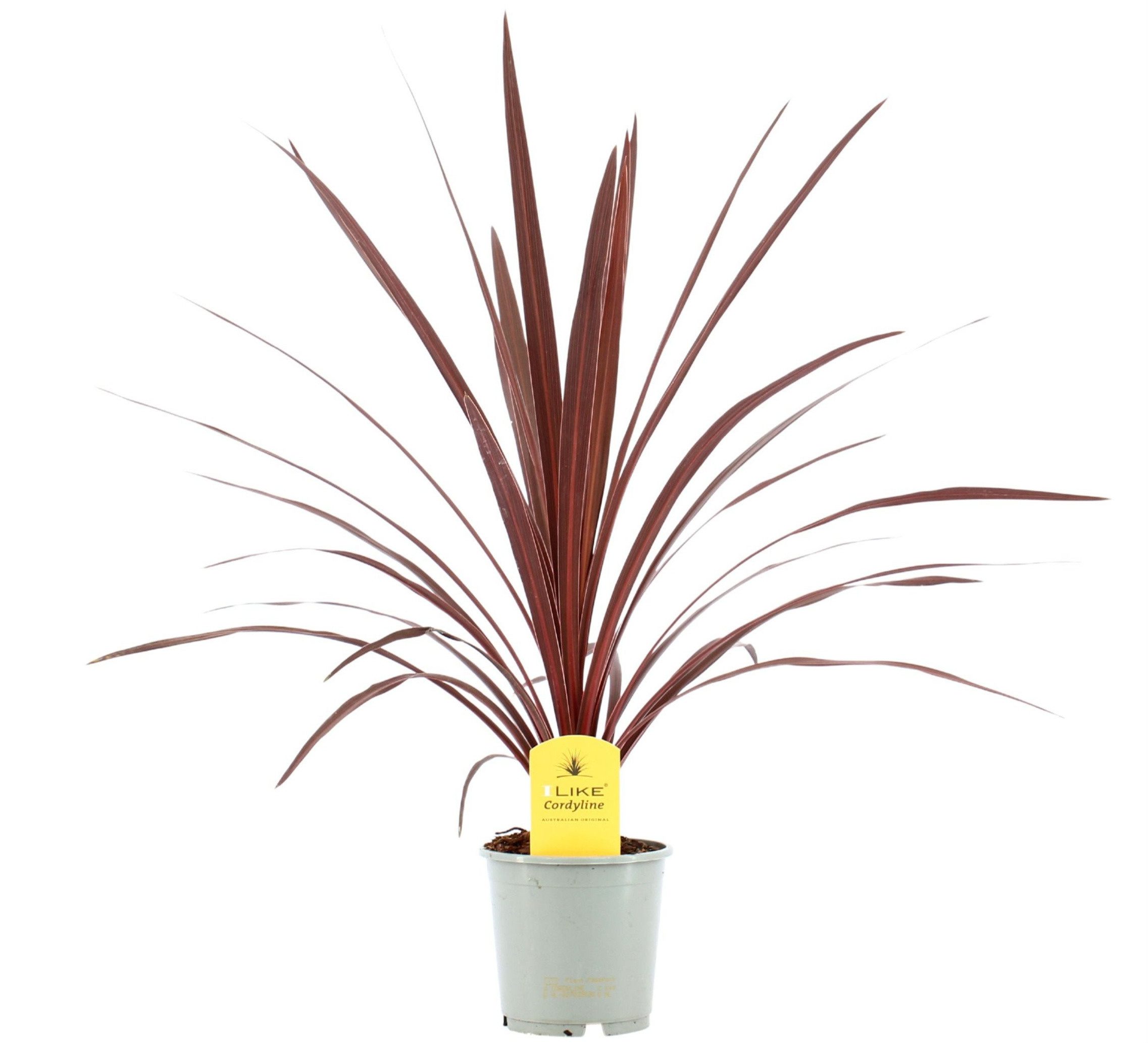 meinvipshop Zimmerpflanze Drachenbaum australis 60cm Zimmerpflanze