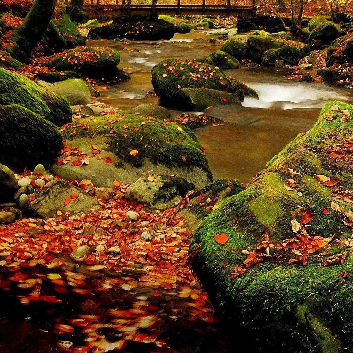 TRAUMSCHLAF Bettwäsche Herbstwald, Renforce, 2 teilig, günstig online kaufen