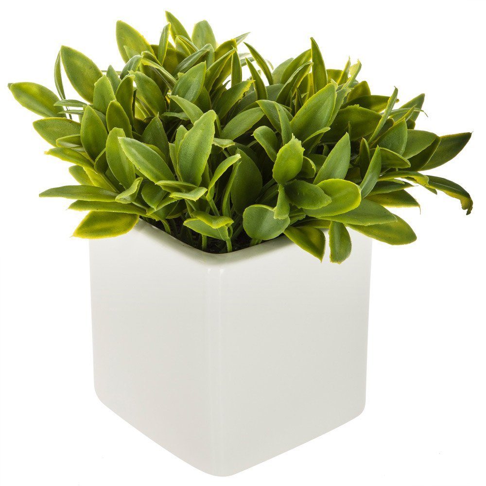 Kunstpflanze Zimmerpflanze, Atmosphera Créateur d'intérieur, Höhe 17.5 cm. € 19,99