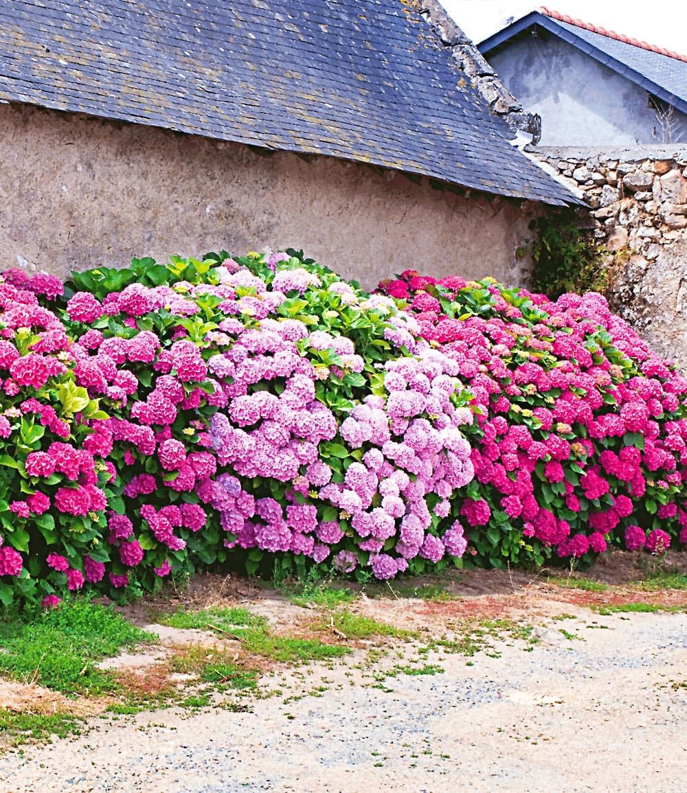 BALDUR Garten Zierstrauch Freiland-Hortensien-Hecke 'Pink-rosé', 3 St., Gartenhortensien, winterhart, mehrjährig, lange Blütezeit