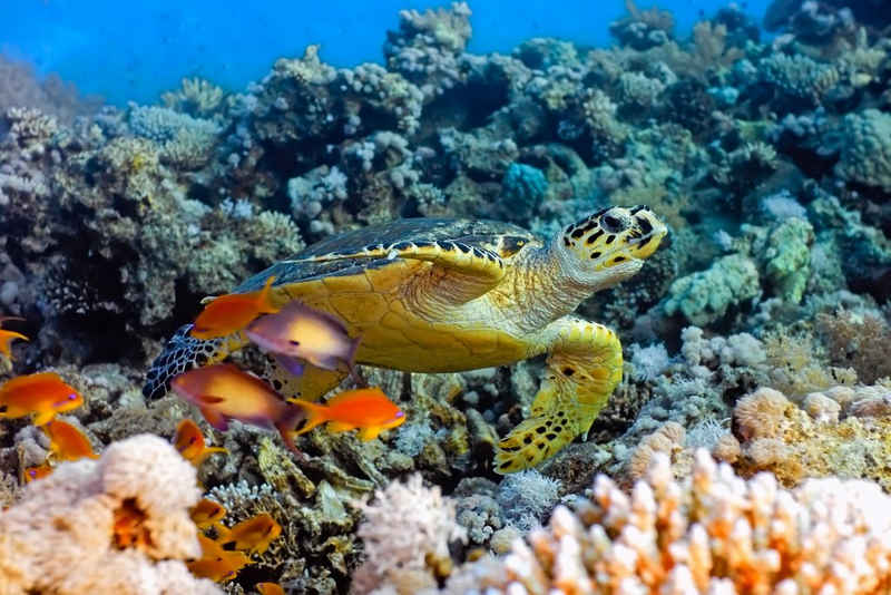 Papermoon Fototapete Sea Turtle, glatt