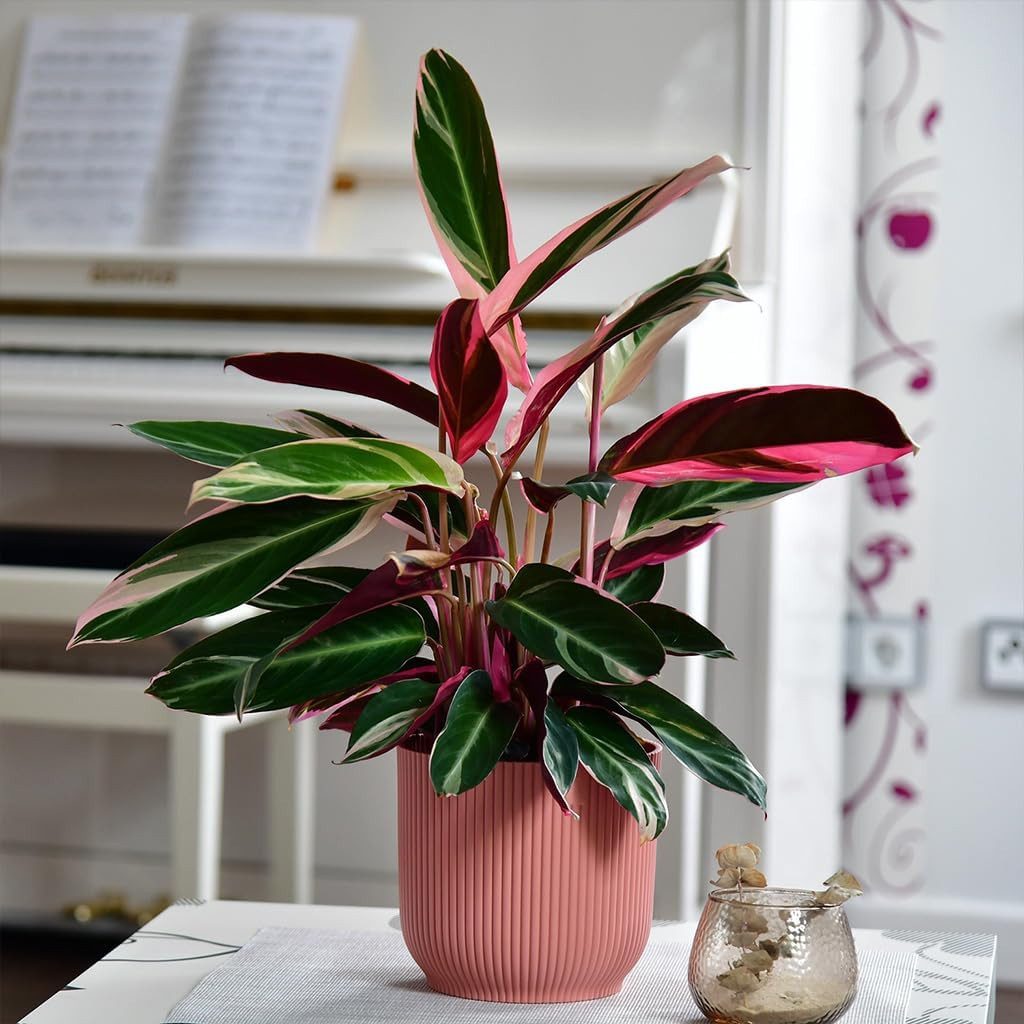 Green Me Up Zimmerpflanze Calathea Triostar No.19, im 19 cm Topf, 50–60 cm günstig online kaufen