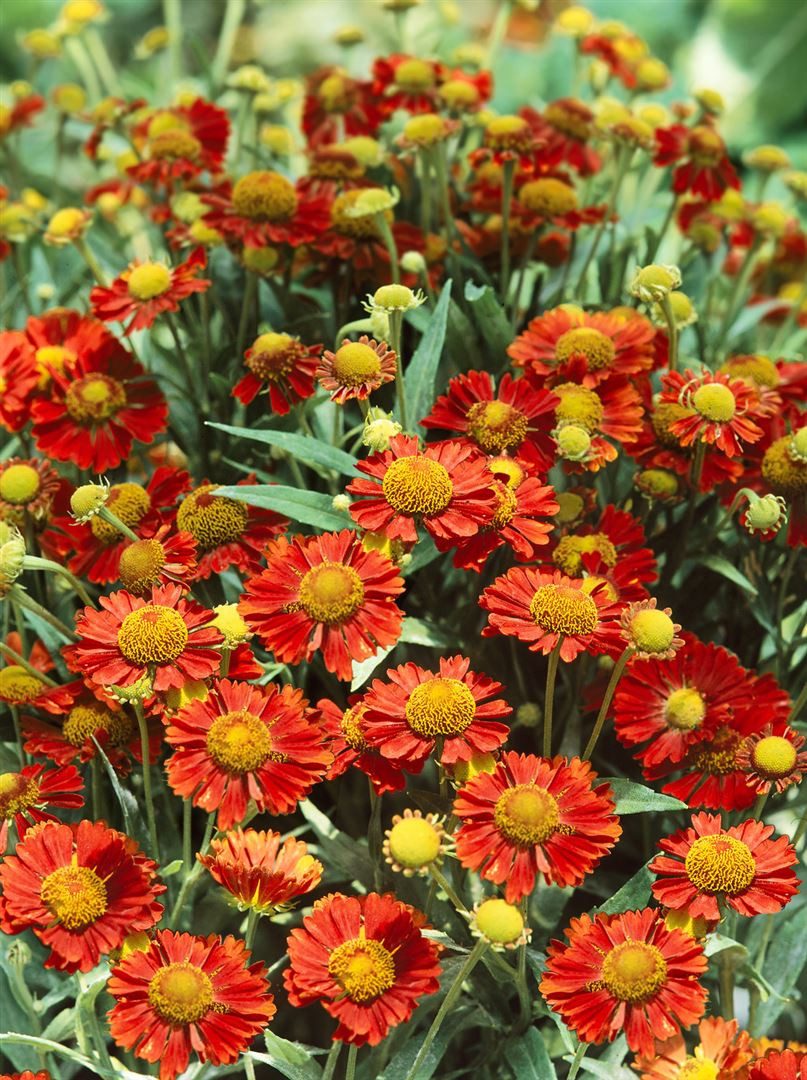 Pflanzen für Dich Staude Helenium cult. Mahagoni, 1 St., Sonnenbraut