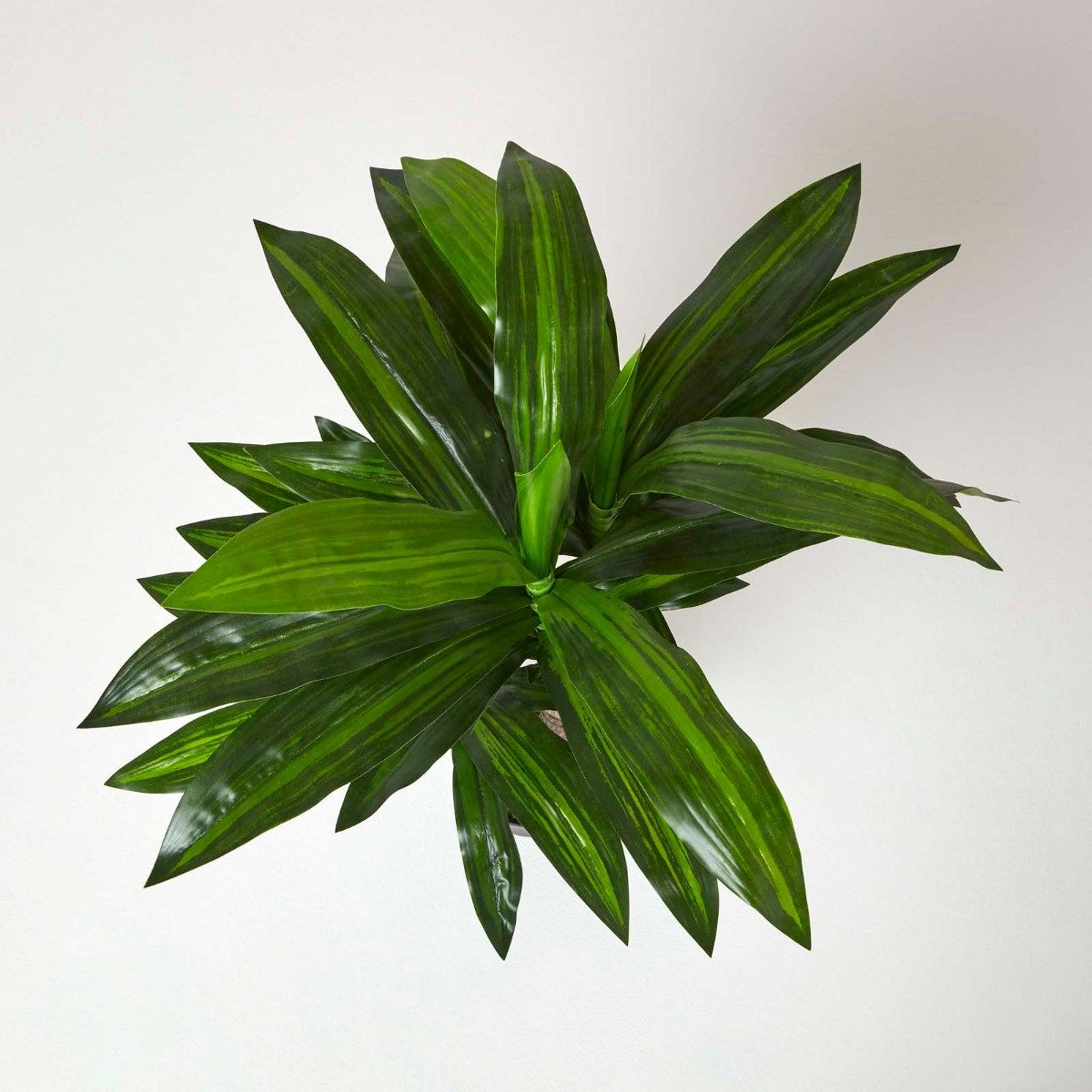 Kunstbaum Dracaena Fragrans (Drachenbaum) Kunstpflanze im Topf - 90 cm, Hom günstig online kaufen